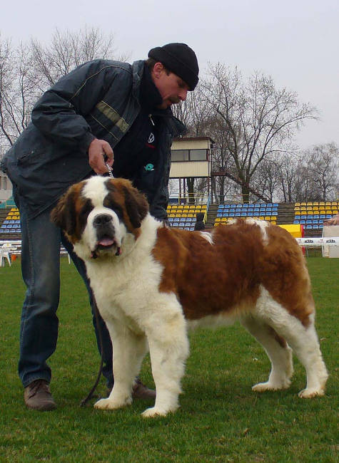 Maranta Pałucki Przejar