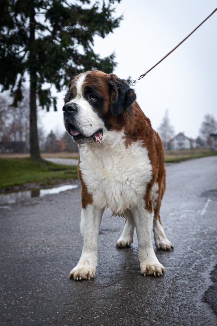 JAGO Pałucki Przejar