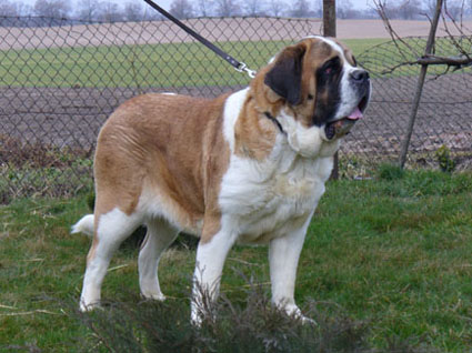  SENDI Pałucki Przejar