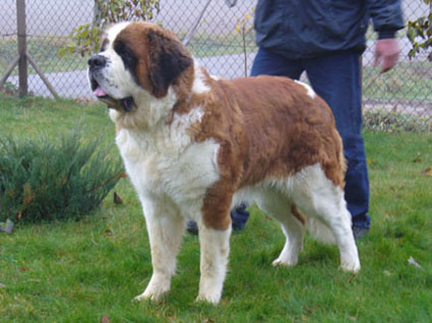 Galena Pałucki Przejar